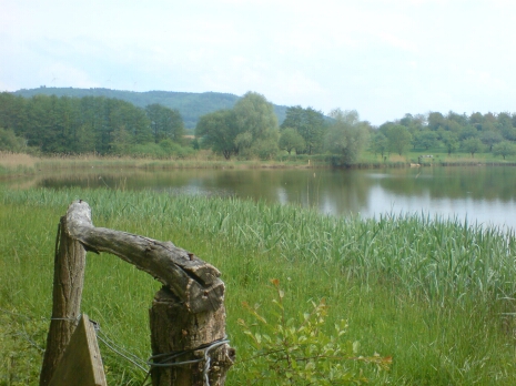 Fischweiher-2