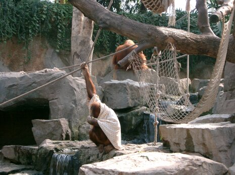 Hagenbeck