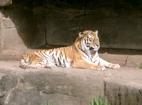 Hagenbeck