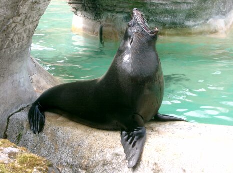 Hagenbeck